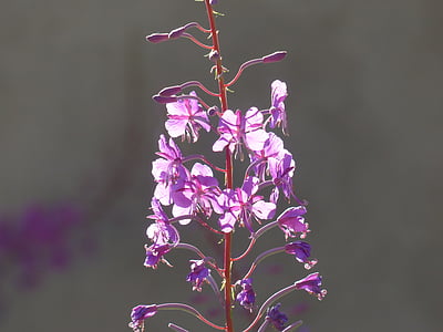 Oenothera angustifolium, gėlė, žiedų, žydėti, rožinė, violetinė, atgal lemputė