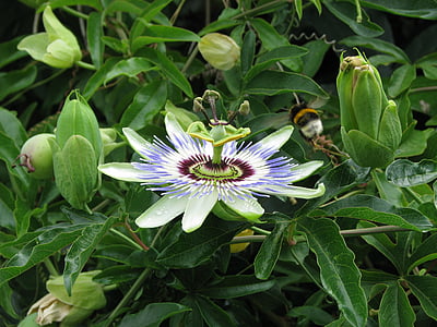 passion flower, summer, close up