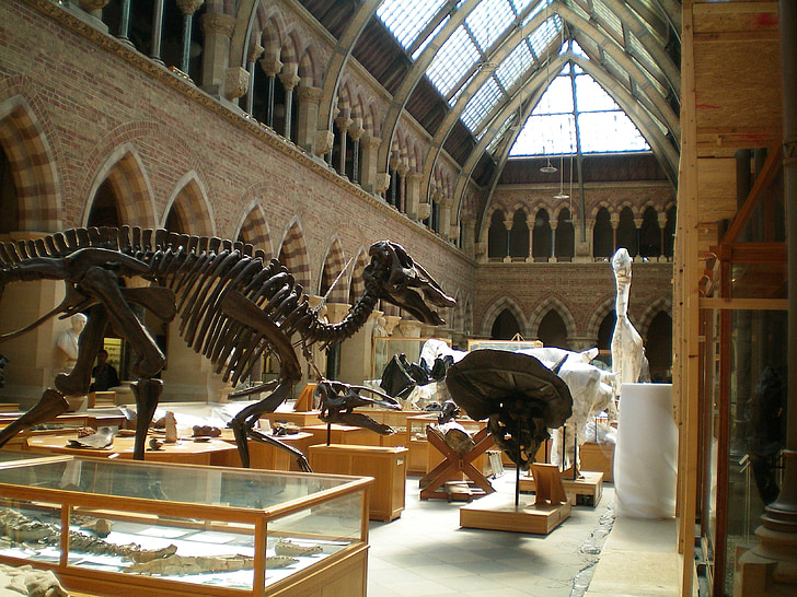 Oxford, Inglismaa, Muzeum, luud, termeszettudomany, skelett