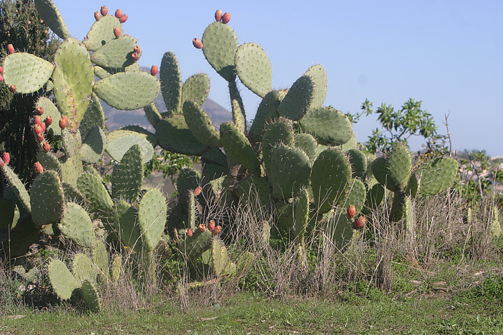 kaktusas, Kosta del Solis regione, Ispanija, dygliuotas