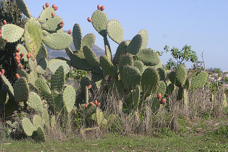 kaktus, solkysten, Spania, stikkende