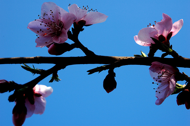 plum blossom, pink, branches, blue, sky, pistil, sweet