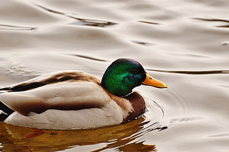 duck, water bird, poultry, plumage, water, feather, bird