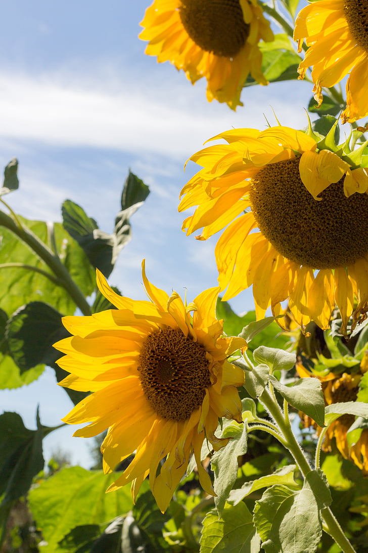 sunflower, summer, sky, plant, closeup, bright, flower