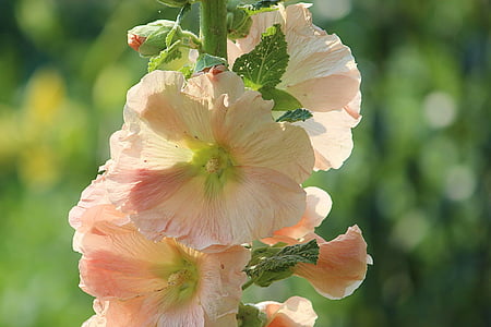 Almindelig Stokrose blomster, Katost, Stock rose, haven, blomst