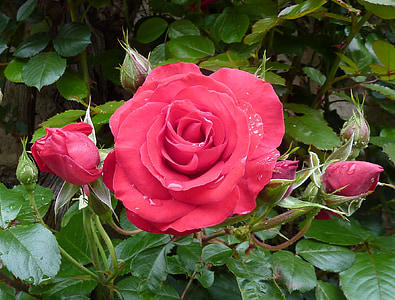 roser, Pink, Rosen blomstrer