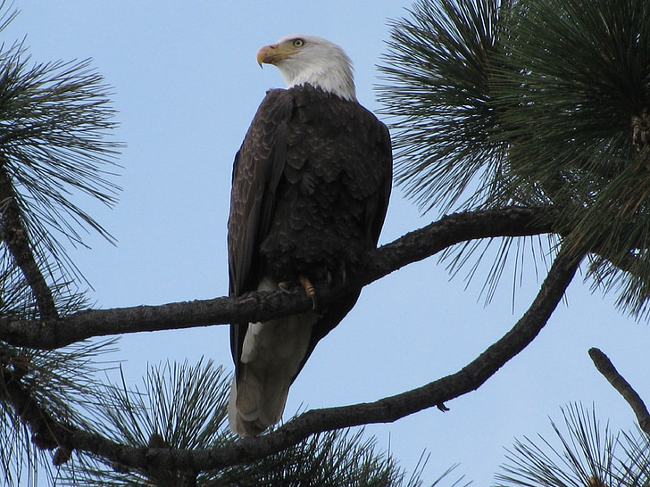 Aquila calva, Tahoe, Eagle