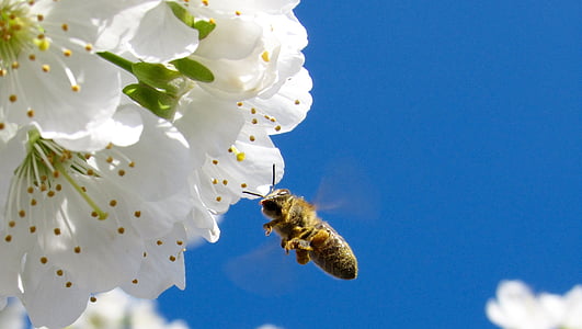 Biene, Bestäubung, Blumen, Honigbiene, Flügel, fliegende Insekten, Pollen
