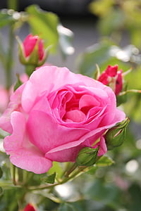 Rosas, jardín, flor, flor, floración, naturaleza, flor color de rosa