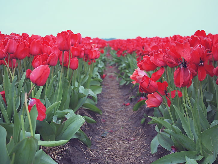 płytkie, fokus, fotografii, czerwony, tulipany, pole, w ciągu dnia