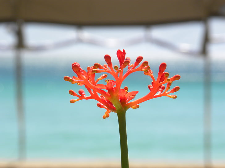 macro, plant, close-up, flower, nature, blossom, flora