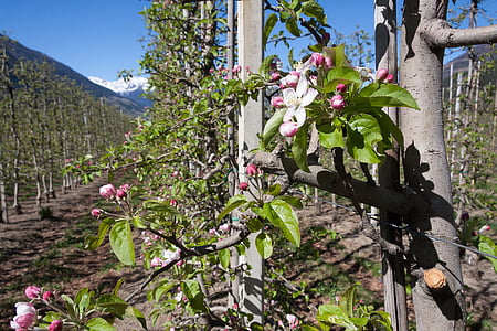 Apple blossom, perkebunan, teralis, mekar, bunga, musim semi, Lenz