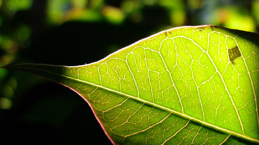 green leaf, sunshine, line, leaf, nature, plant, green Color