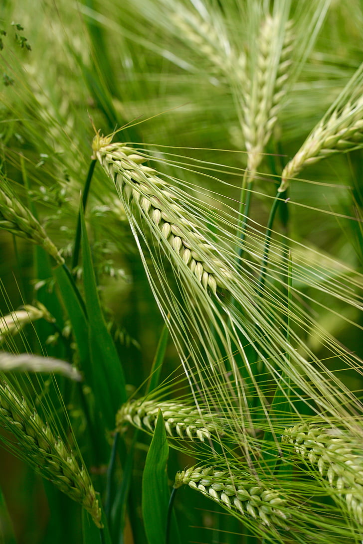 пшеница, арен, природата, растителна, зърно, Селско стопанство, житни растения