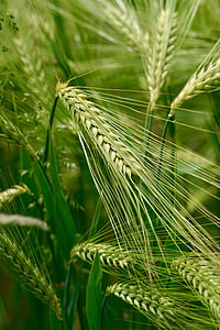 trigo, Ary, naturaleza, planta, grano, agricultura, planta de cereal
