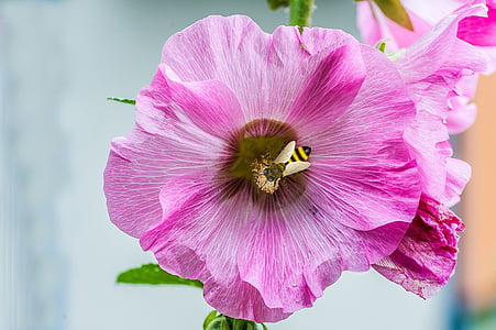 άνθος, άνθιση, μέλισσα, μακροεντολή, φύση, μολόχα, ροζ