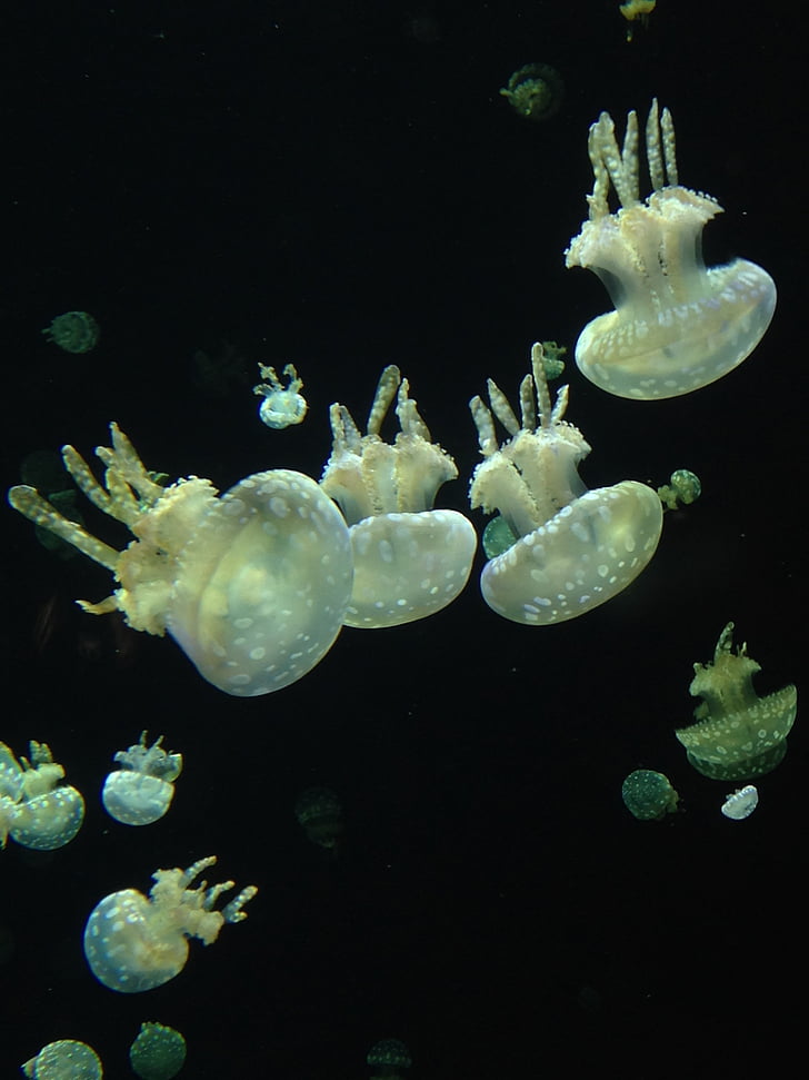 Vancouver aquarium, Medúza, pod vodou, akvárium, Vancouver, želé, ryby