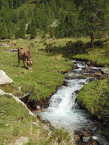 torrent, august, alp, cows, forest, mountain, pasture