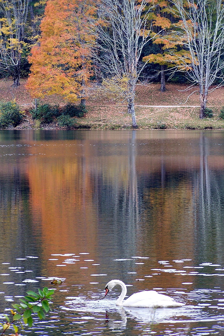 autumn, fall, leaves, swan, lake