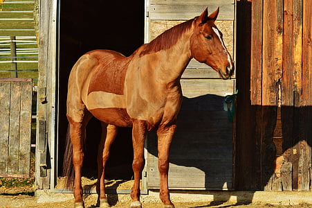 caballo, animal, paseo, Reiterhof, marrón, de acoplamiento, Prado
