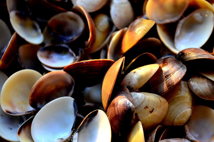 mussels, shells, sea life, decoration