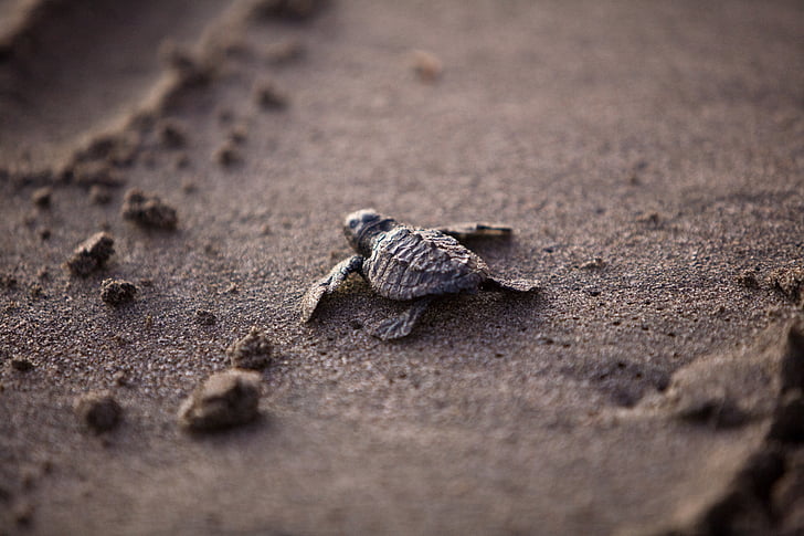havssköldpaddan, Baby, unga, överlevnad, stranden, Sea life, Ocean