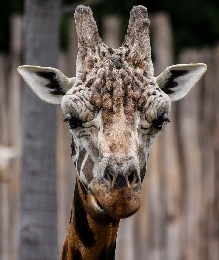 giraffe, animal, horns, zoo, close, head, africa