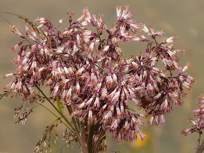 alpendost gris, adenostyles alliaria, alpendost, adenostyles, flor, flor, floración