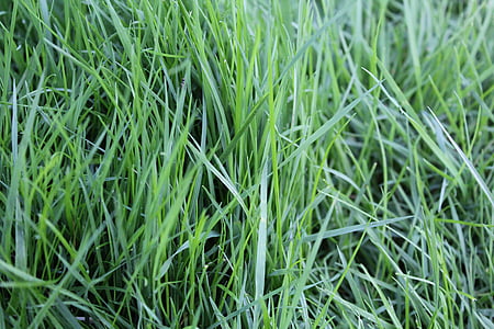 trawa, Rush, zielony, Natura, źdźbła trawy, ogród, trawnik