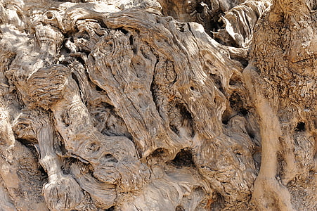 Olivovník, dřevo, kůra, Stromová kůra, pozadí, dřevěný obrázek, protokol