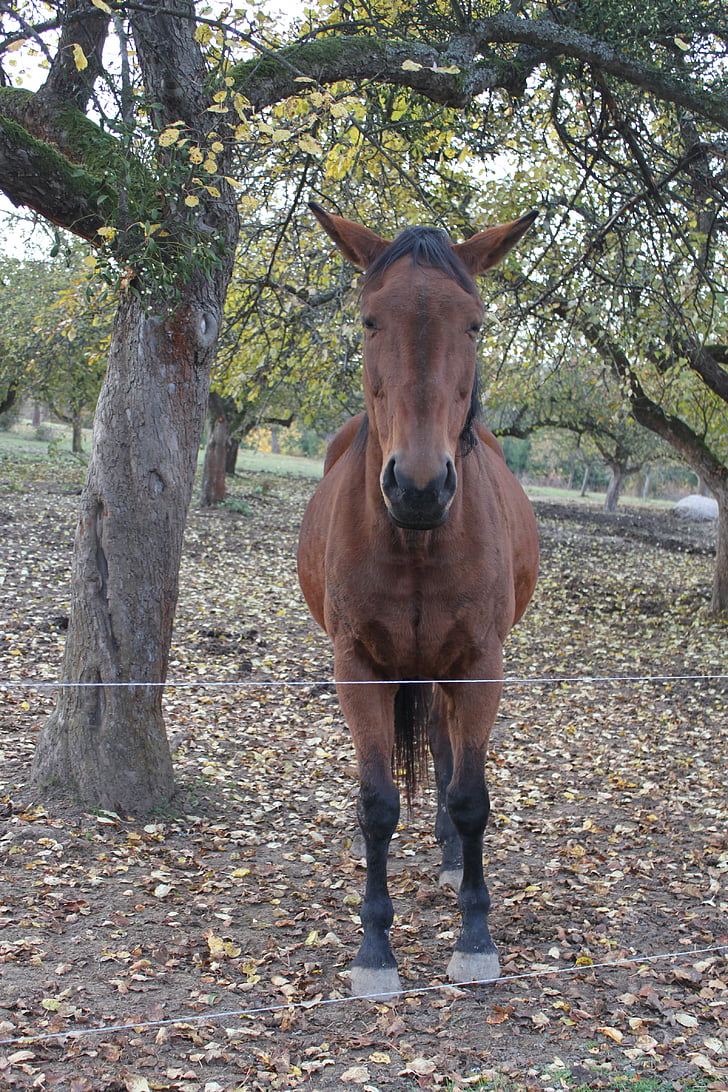Ride, kôň, strom, portrét, hnedá, Zavrieť, zviera portrét