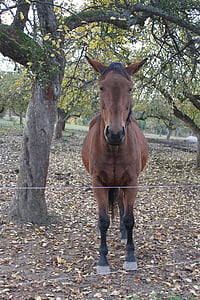 Ride, kôň, strom, portrét, hnedá, Zavrieť, zviera portrét
