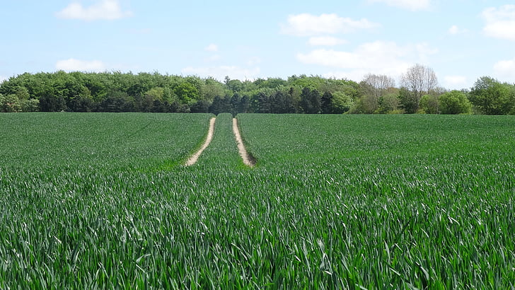 polje pšenice, krajolik, traktor pjesme, Poljoprivreda, zelenilo, ljeto, Poljoprivredno zemljište