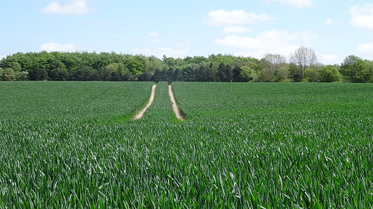 champ de blé, paysage, traces de tracteur, Agriculture, campagne, été, terres agricoles