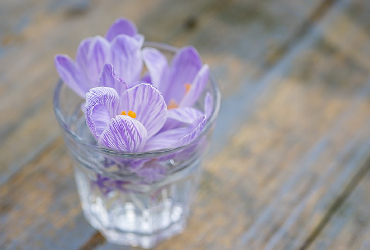 Crocus, kukka, Lila, violetti, Violet, Luonto, kevään