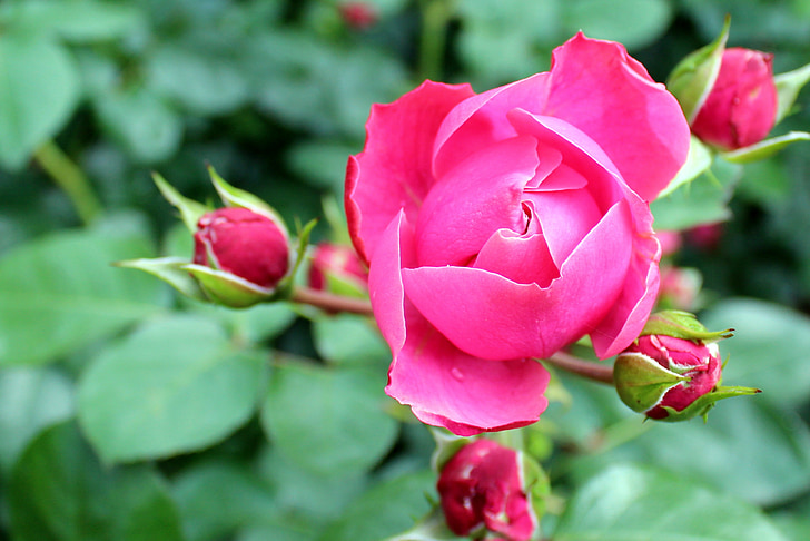 virágok, Bloom, Pink rose