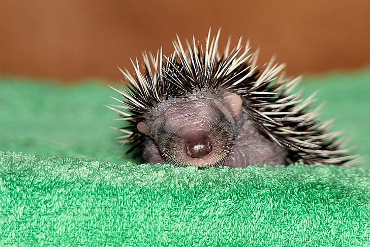 động vật, động vật có vú, hedgehog, erinaceus, trẻ, 1 tuần tuổi
