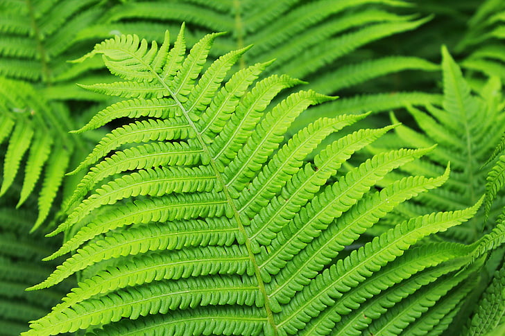 fern, plant, green, leaf, nature, close, green leaf