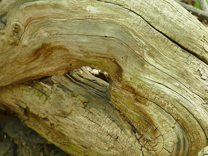 wood, root, nature, forest, old root, log, gnarled