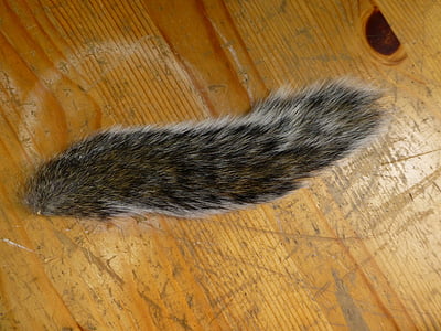 squirrel, tail, taxidermy, animal, rodent, fur, furry