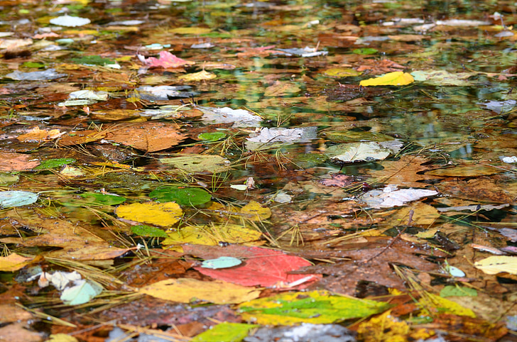 water, fall, leaves, nature, autumn, color, wilderness