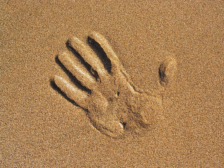 bàn tay, Cát, Bãi biển, một trong những động vật, động vật hoang dã, động vật hoang dã, chủ đề động vật