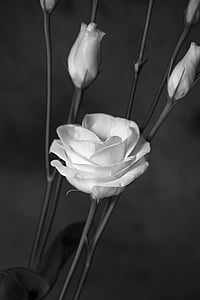 lisianthus, λουλούδι, άνθος, άνθιση, λευκό, πέταλα, schnittblume