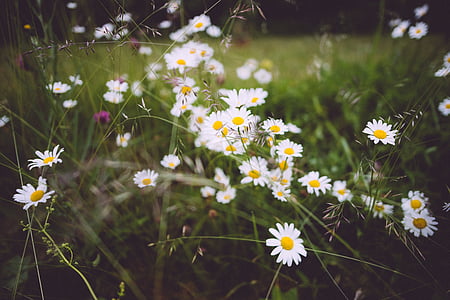 bloom, blooming, blossoms, chamomile, color, field, flora