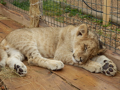 animal, the lion, cub, zoo, lion cub, domestic Cat, feline