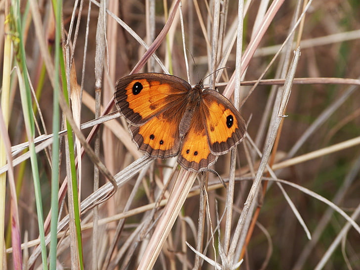 butterfly, insect, animal, nature, butterfly - Insect, animal Wing, wildlife