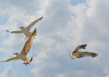 seagull, birds, flight, sky, wings