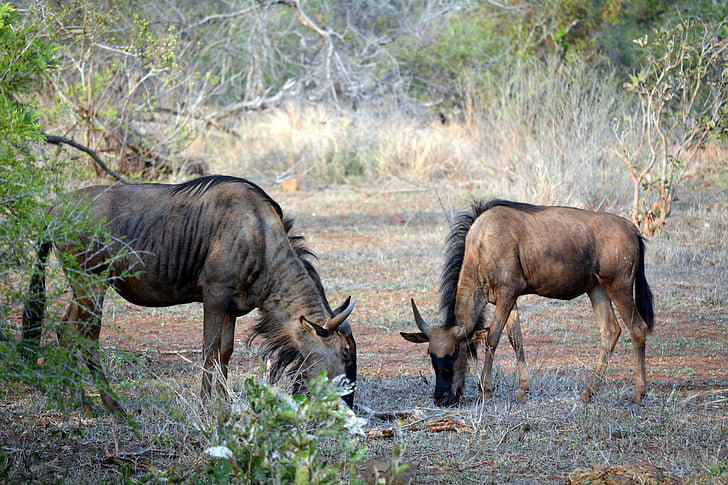 wild animals, kruger park, south africa