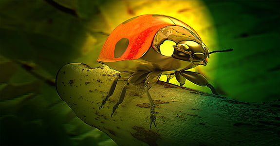 biedronka, chrząszcz, Szczęściarz, Natura, owad, 3D model, renderowania