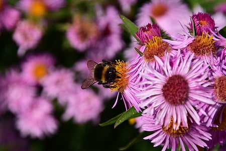 aster, hummel, blossom, bloom, insect, purple, flower